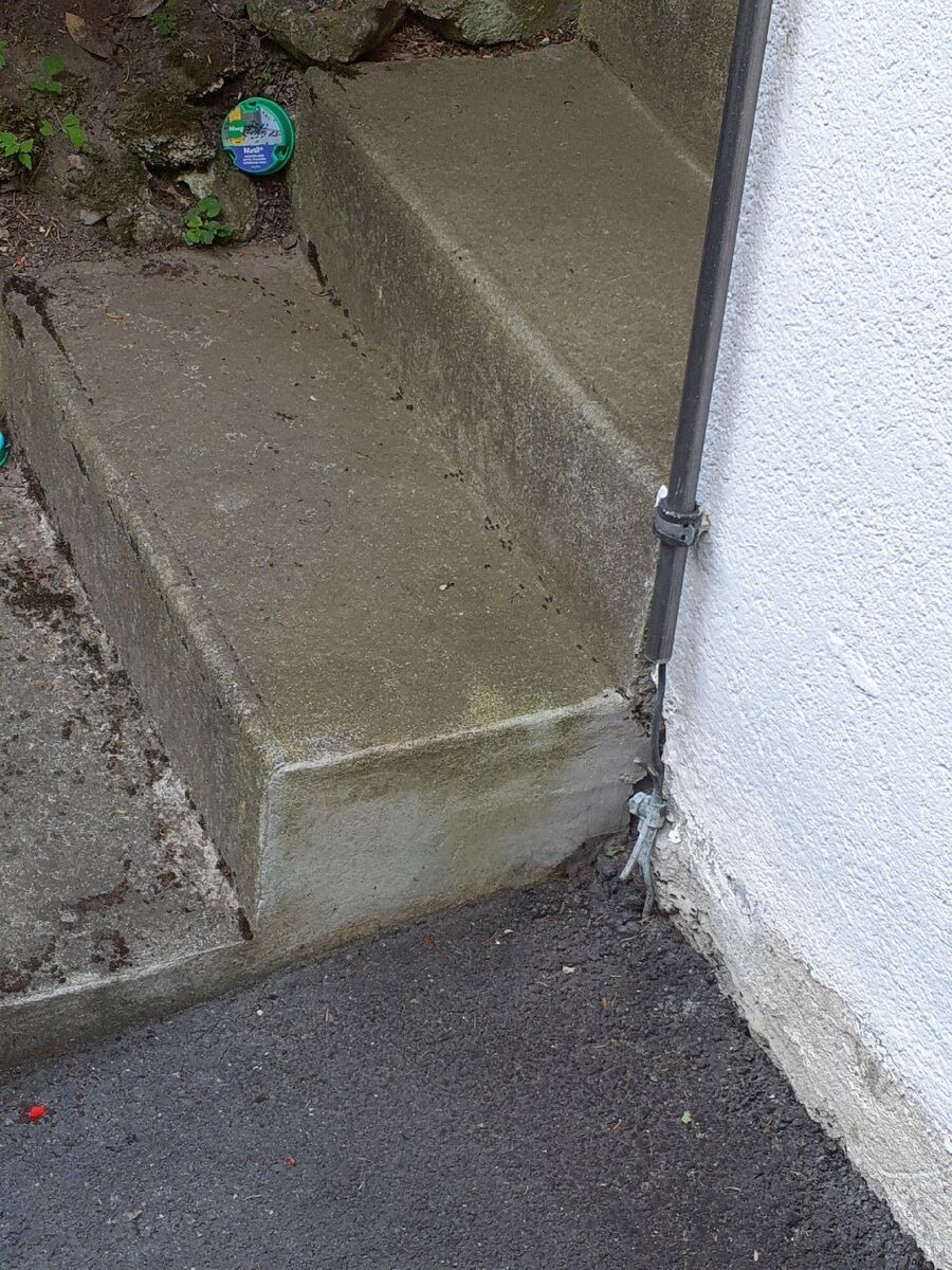 ameisen_vertreiben_bekaempfen_entfernen