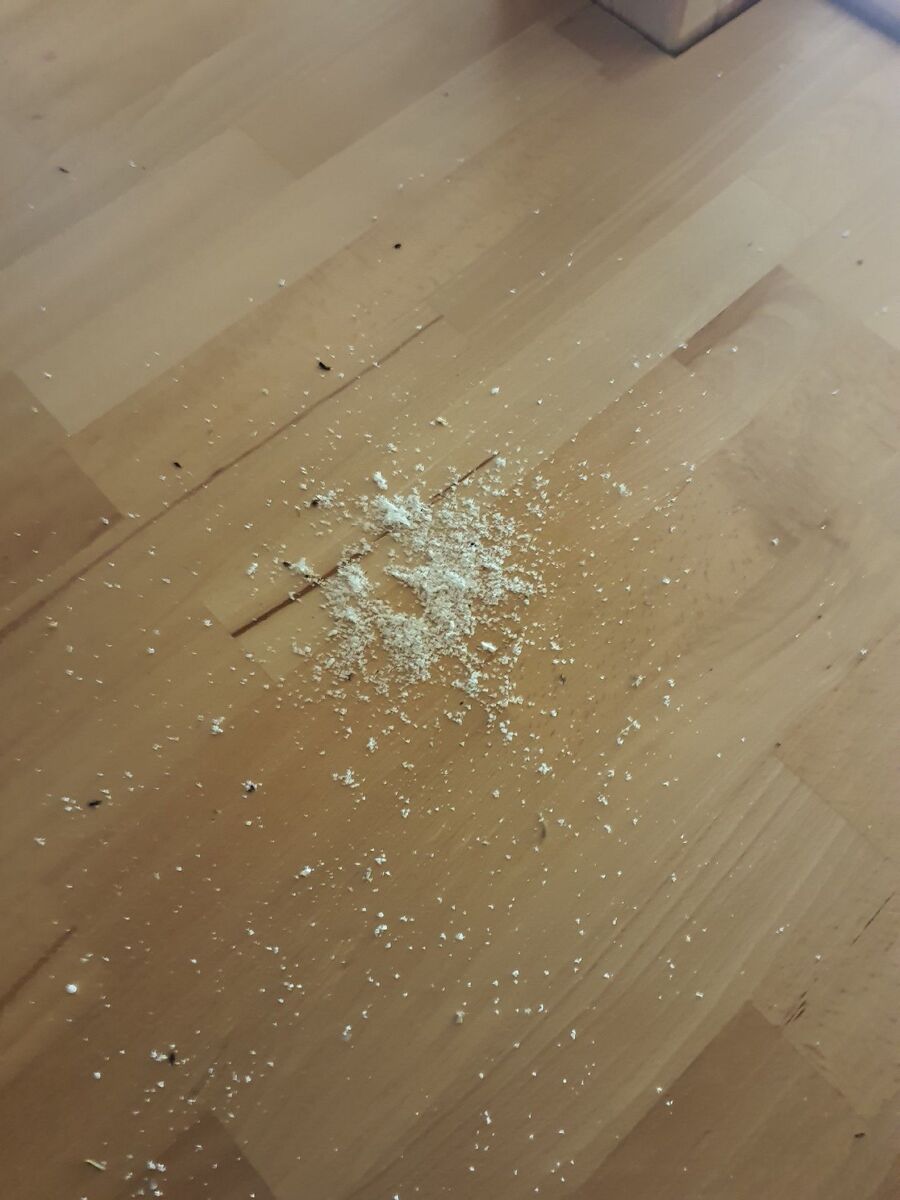 ameisen_vertreiben_bekaempfen_entfernen