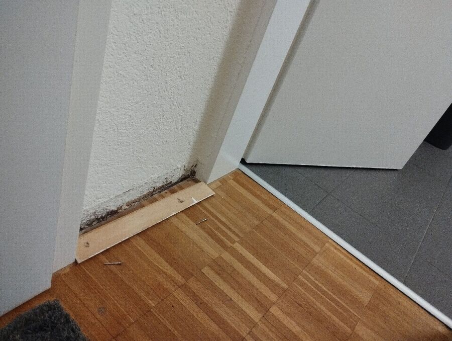 ameisen_vertreiben_bekaempfen_entfernen