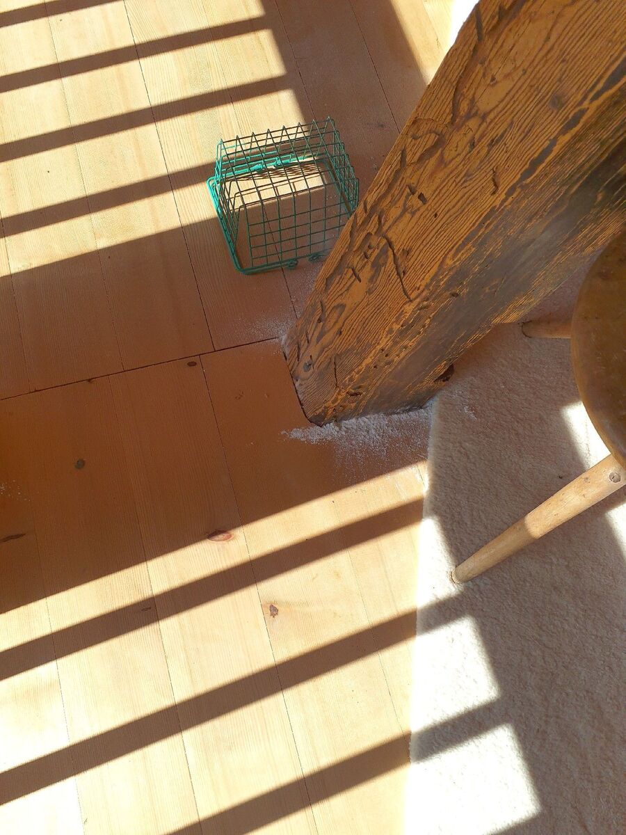 ameisen_vertreiben_bekaempfen_entfernen