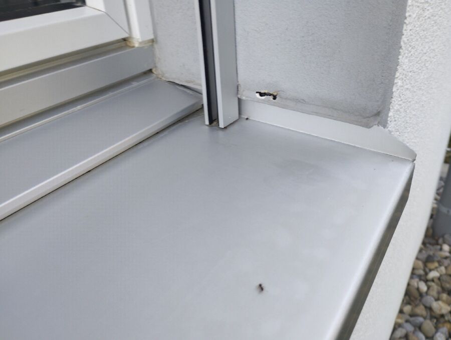 ameisen_vertreiben_bekaempfen_entfernen