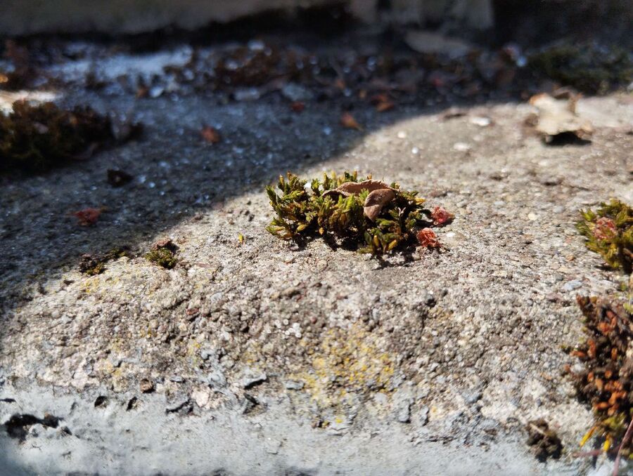 ameisen_vertreiben_bekaempfen_entfernen