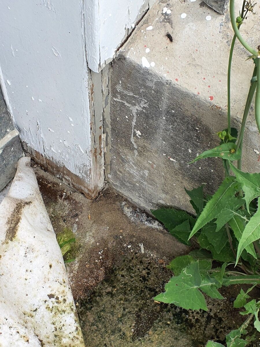 ameisen_vertreiben_bekaempfen_entfernen