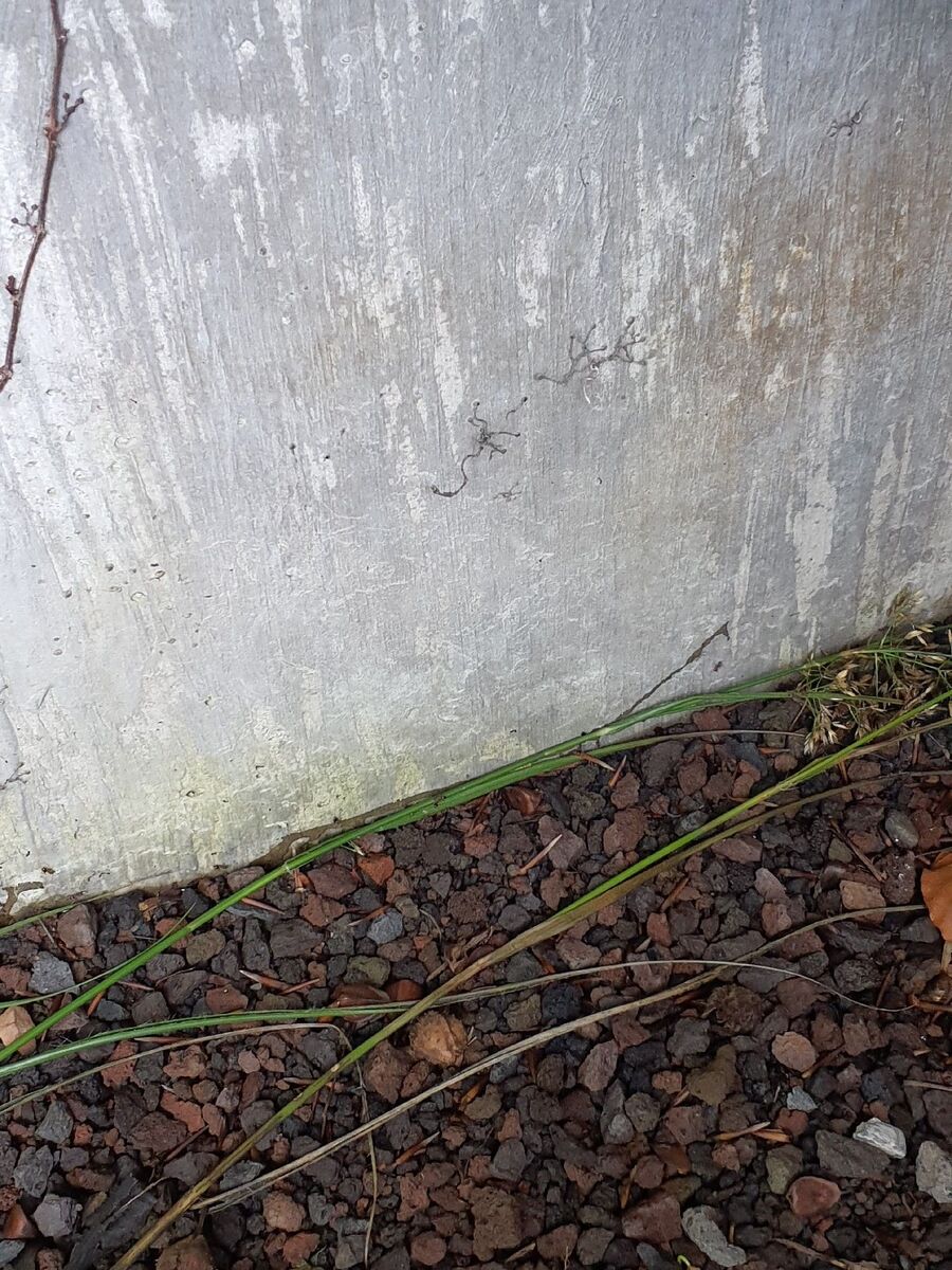 ameisen_vertreiben_bekaempfen_entfernen