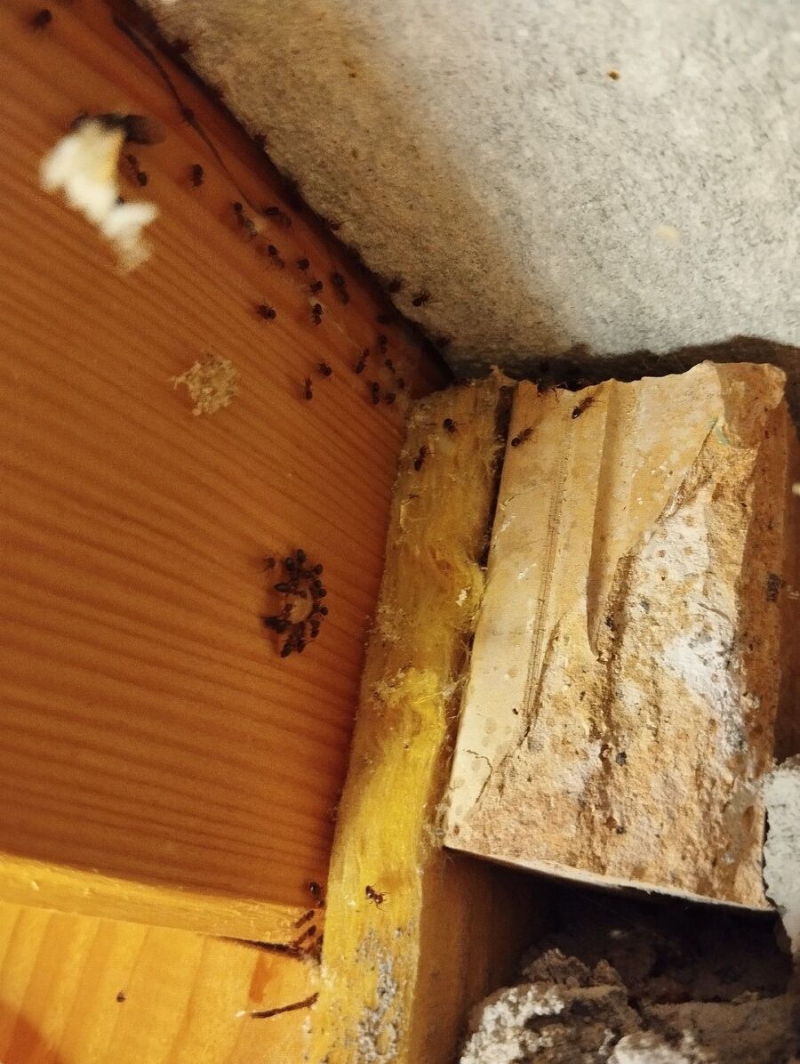 ameisen_vertreiben_bekaempfen_entfernen