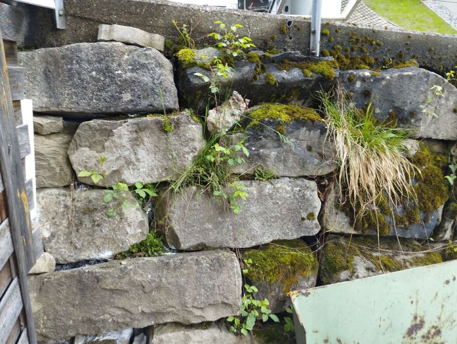 ameisen_vertreiben_bekaempfen_entfernen