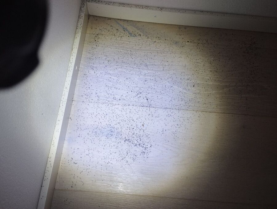 ameisen_vertreiben_bekaempfen_entfernen