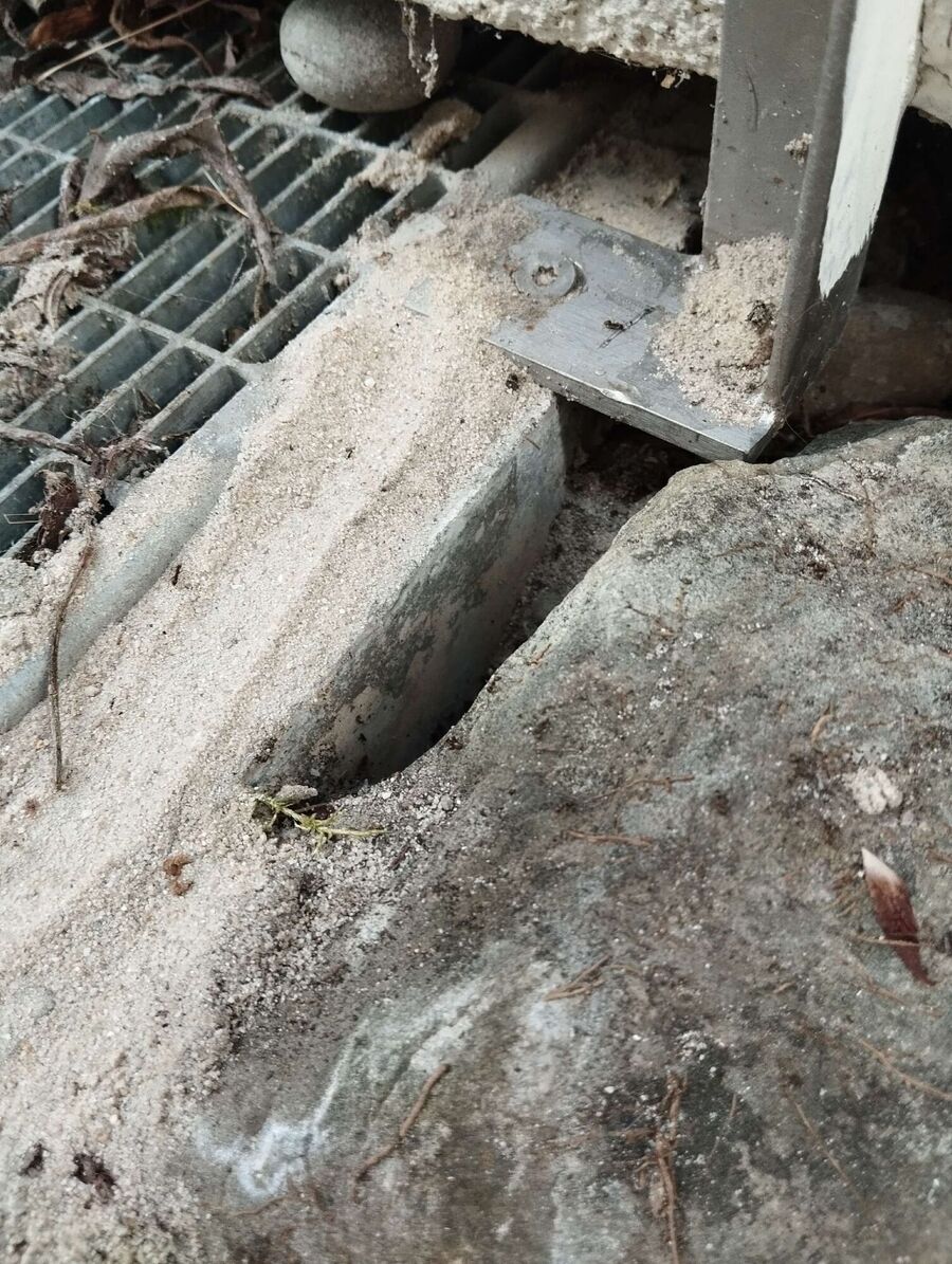 ameisen_vertreiben_bekaempfen_entfernen