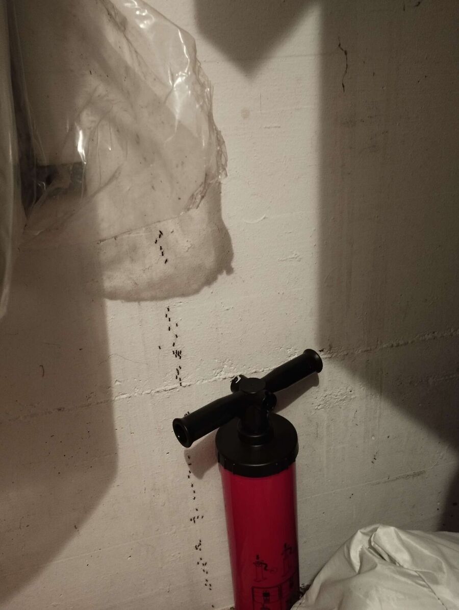 ameisen_vertreiben_bekaempfen_entfernen