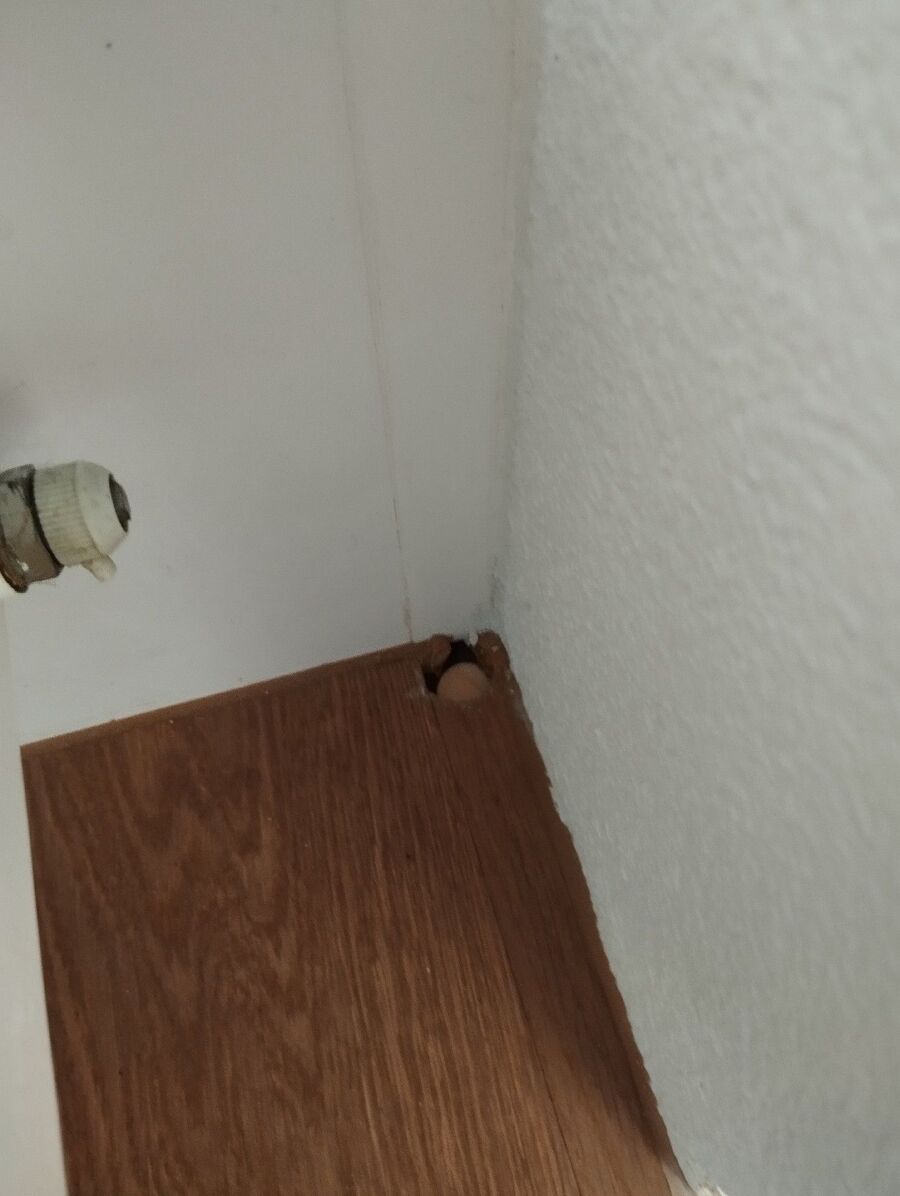 ameisen_vertreiben_bekaempfen_entfernen