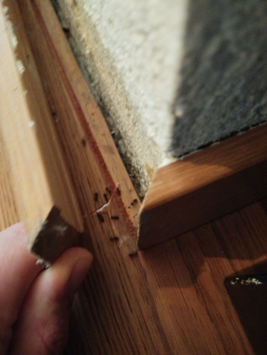 ameisen_vertreiben_bekaempfen_entfernen