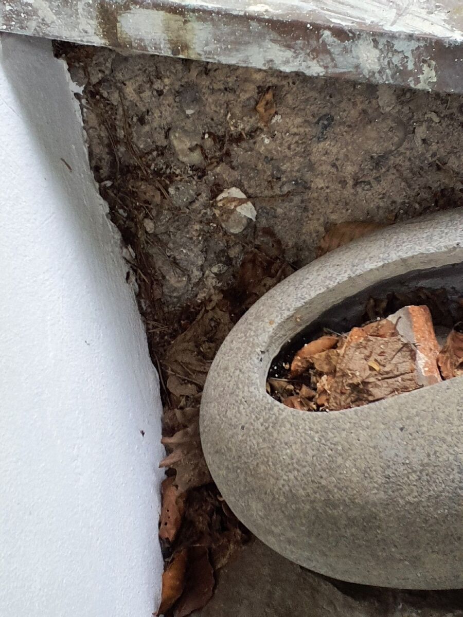 ameisen_vertreiben_bekaempfen_entfernen