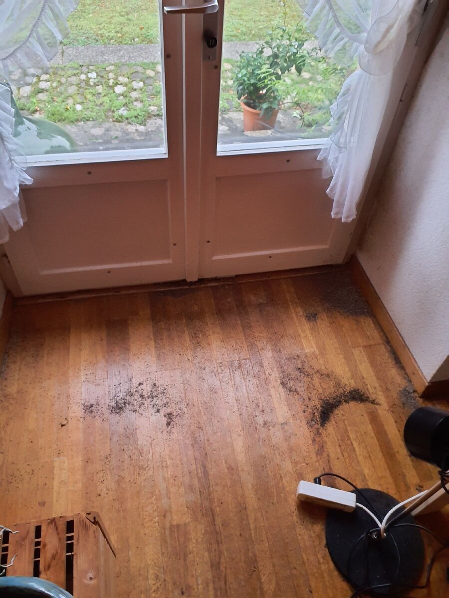 ameisen_vertreiben_bekaempfen_entfernen