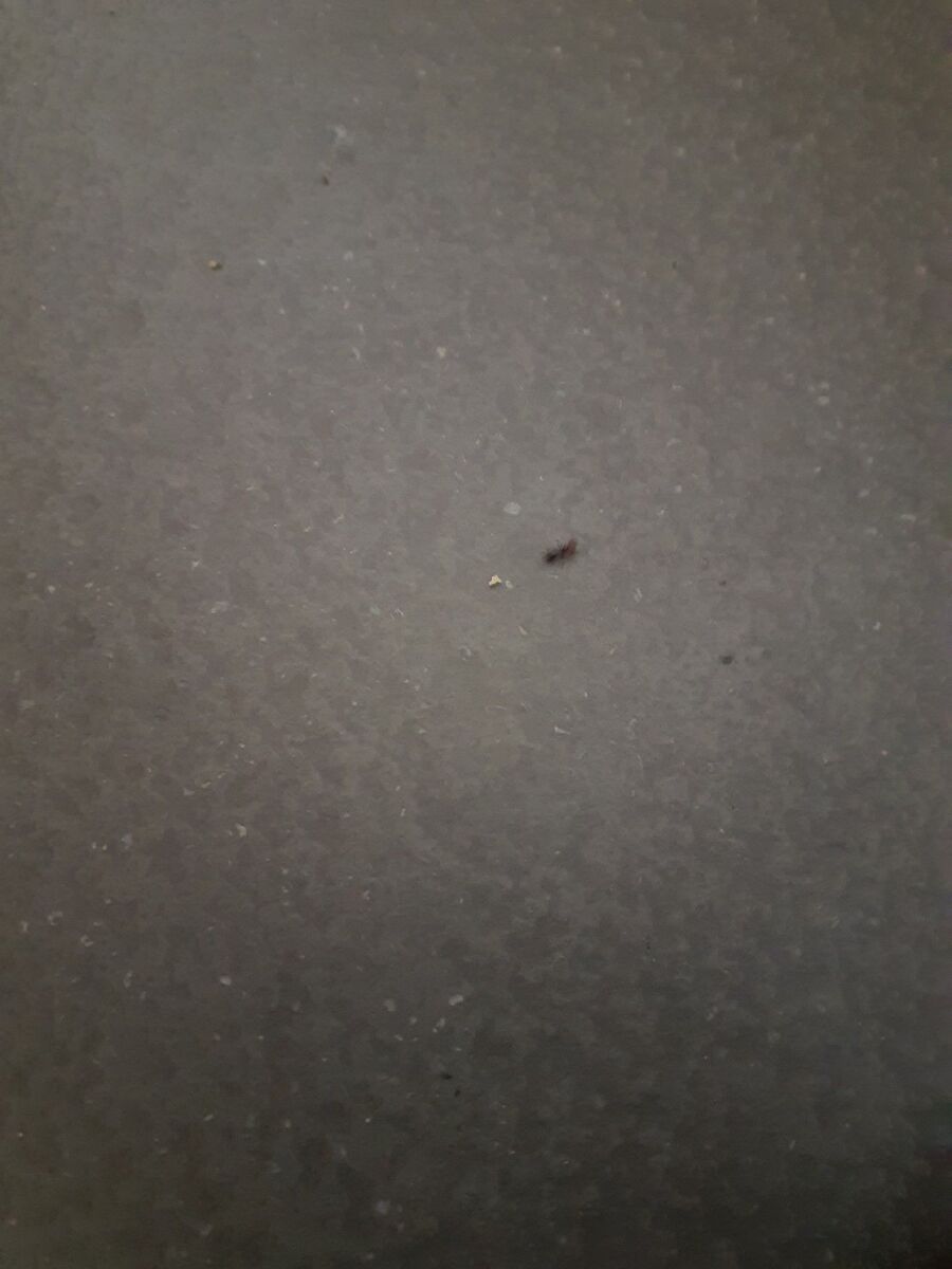 ameisen_vertreiben_bekaempfen_entfernen