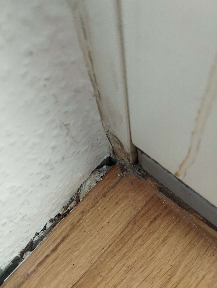 ameisen_vertreiben_bekaempfen_entfernen