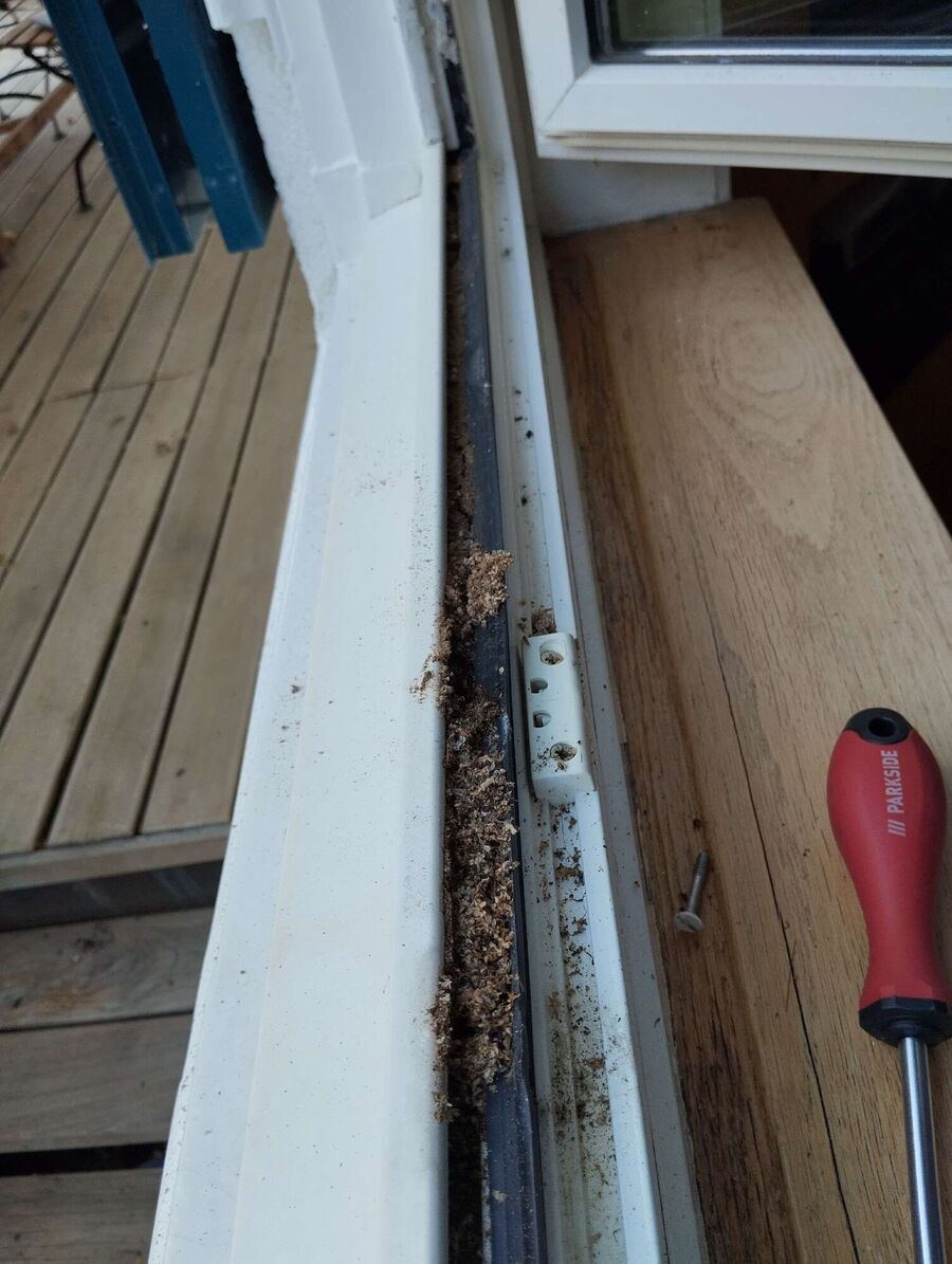 ameisen_vertreiben_bekaempfen_entfernen