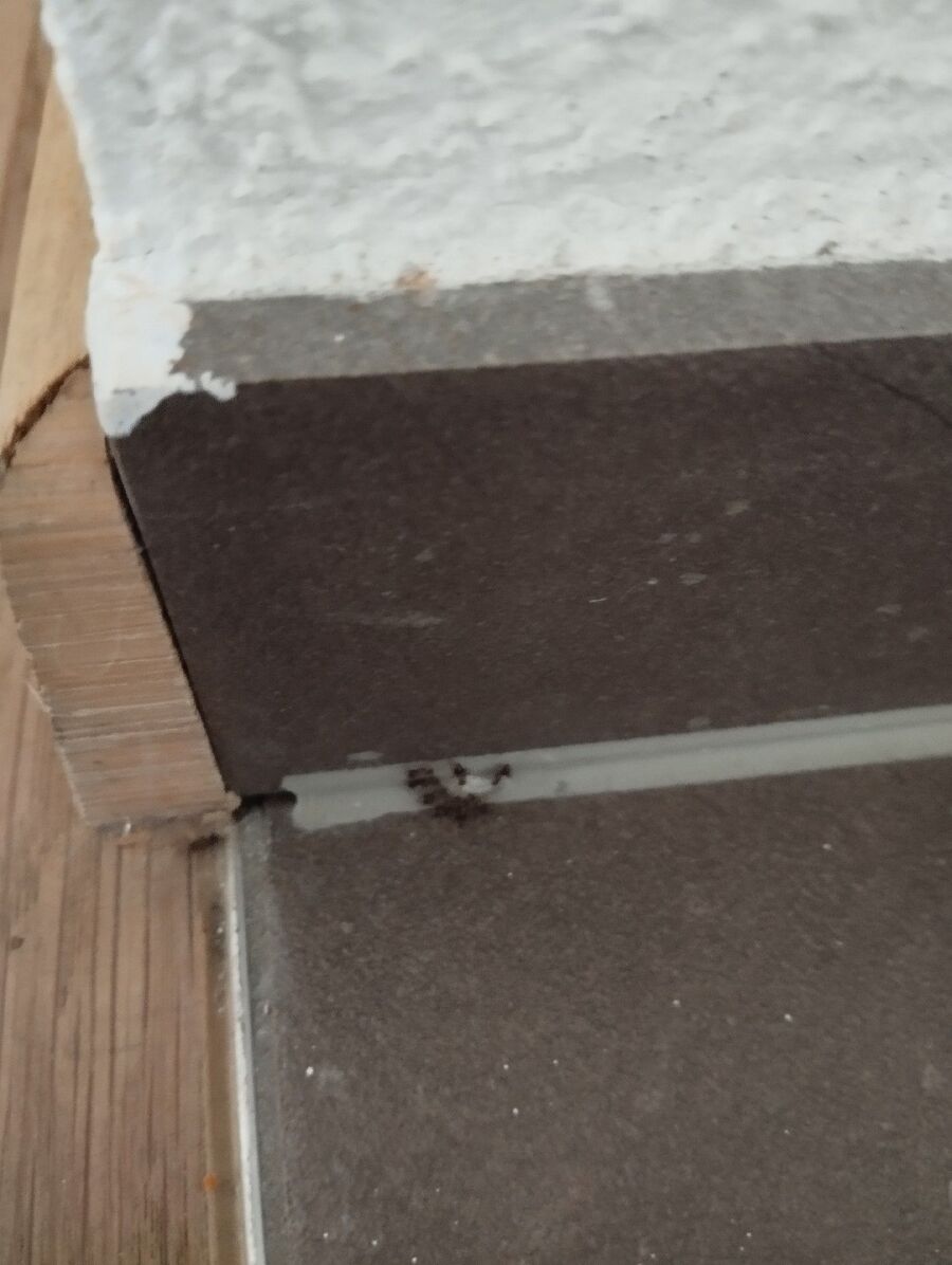 ameisen_vertreiben_bekaempfen_entfernen