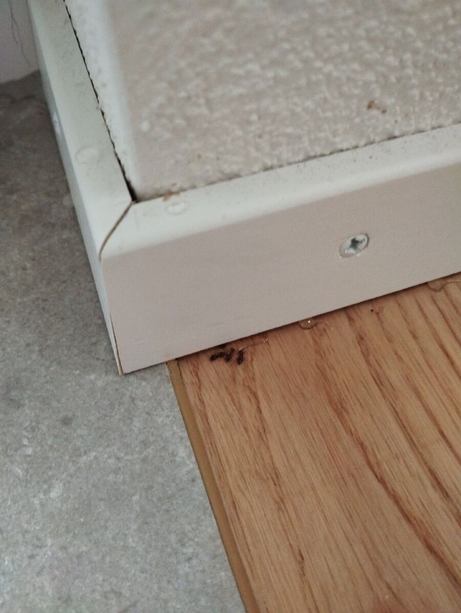 ameisen_vertreiben_bekaempfen_entfernen