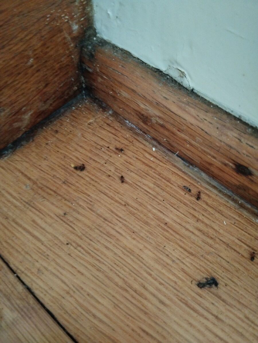 ameisen_vertreiben_bekaempfen_entfernen