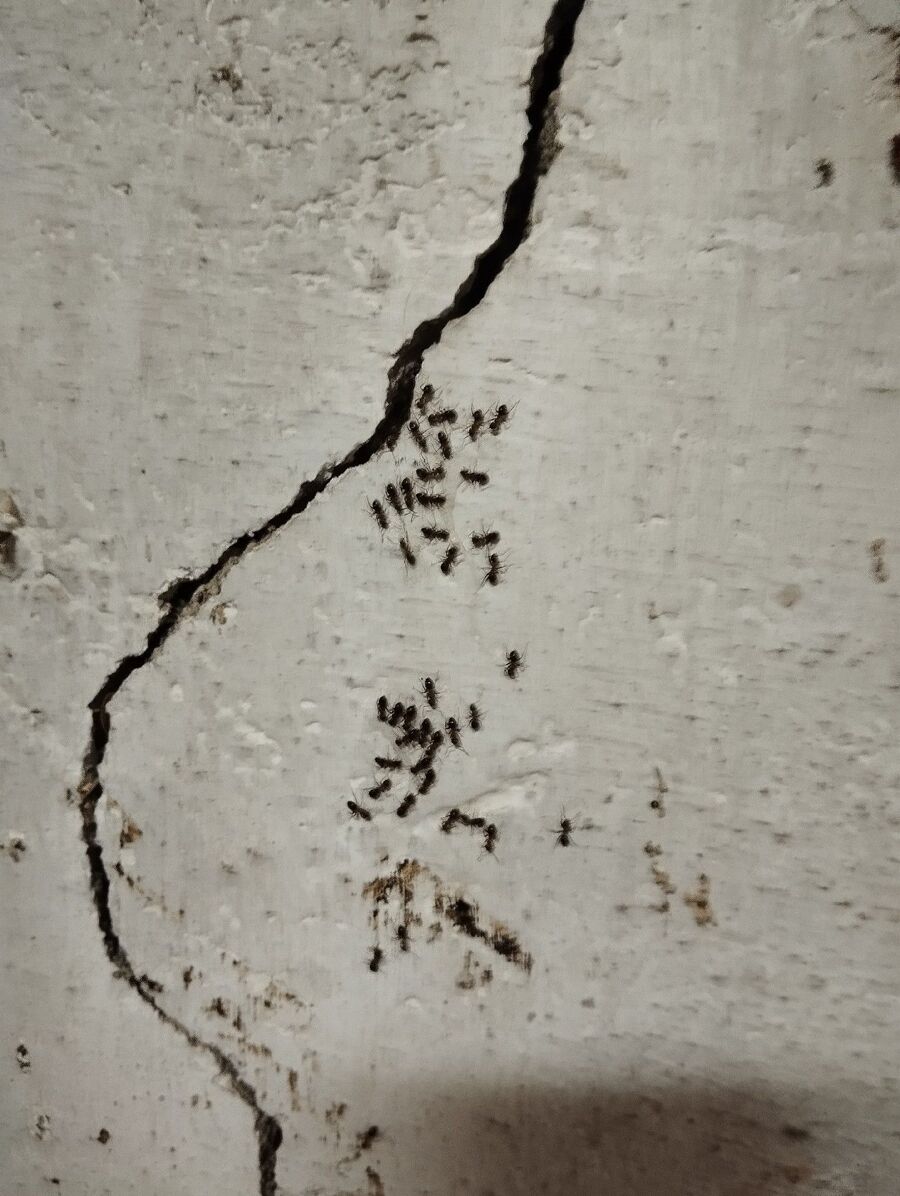 ameisen_vertreiben_bekaempfen_entfernen