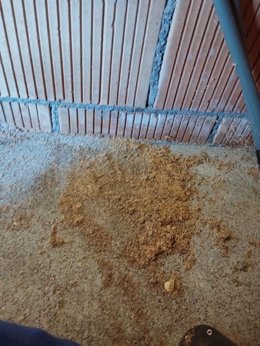 ameisen_vertreiben_bekaempfen_entfernen