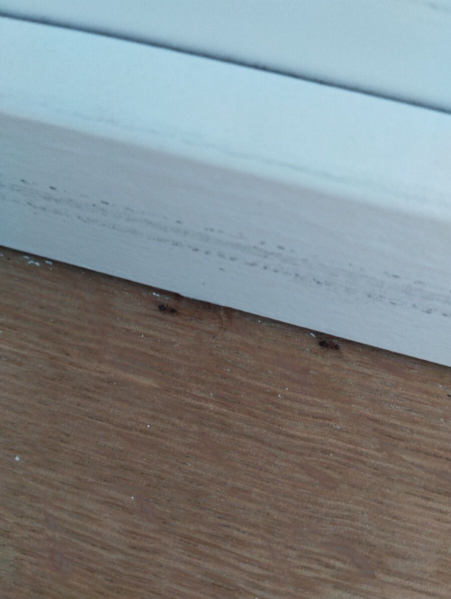 ameisen_vertreiben_bekaempfen_entfernen