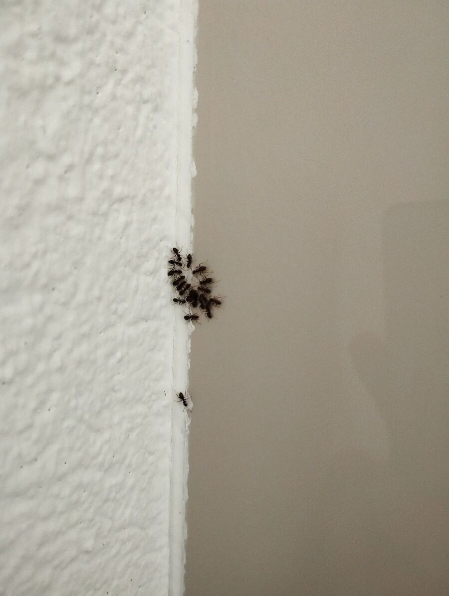 ameisen_vertreiben_bekaempfen_entfernen