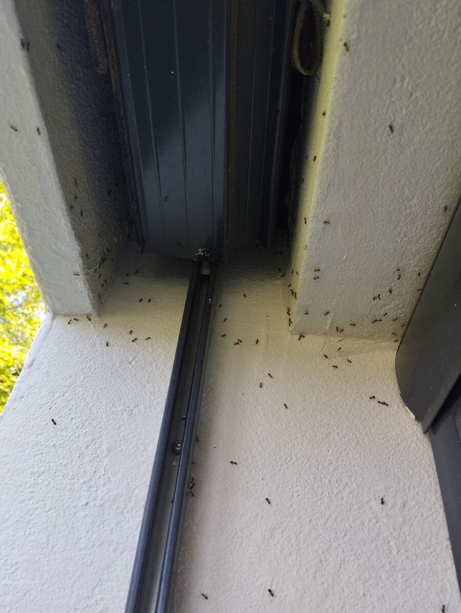 ameisen_vertreiben_bekaempfen_entfernen