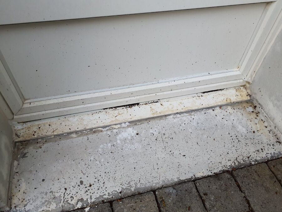 ameisen_vertreiben_bekaempfen_entfernen