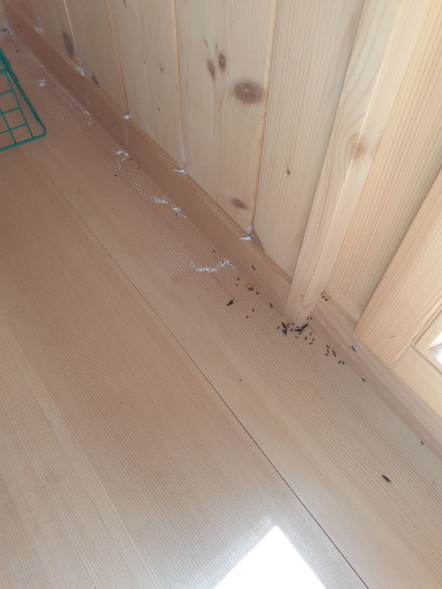 ameisen_vertreiben_bekaempfen_entfernen