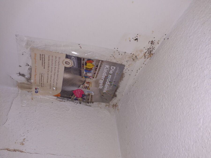 ameisen_vertreiben_bekaempfen_entfernen