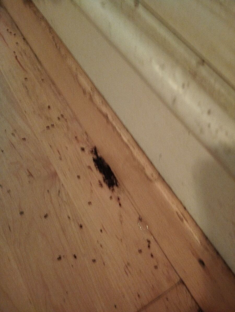 ameisen_vertreiben_bekaempfen_entfernen