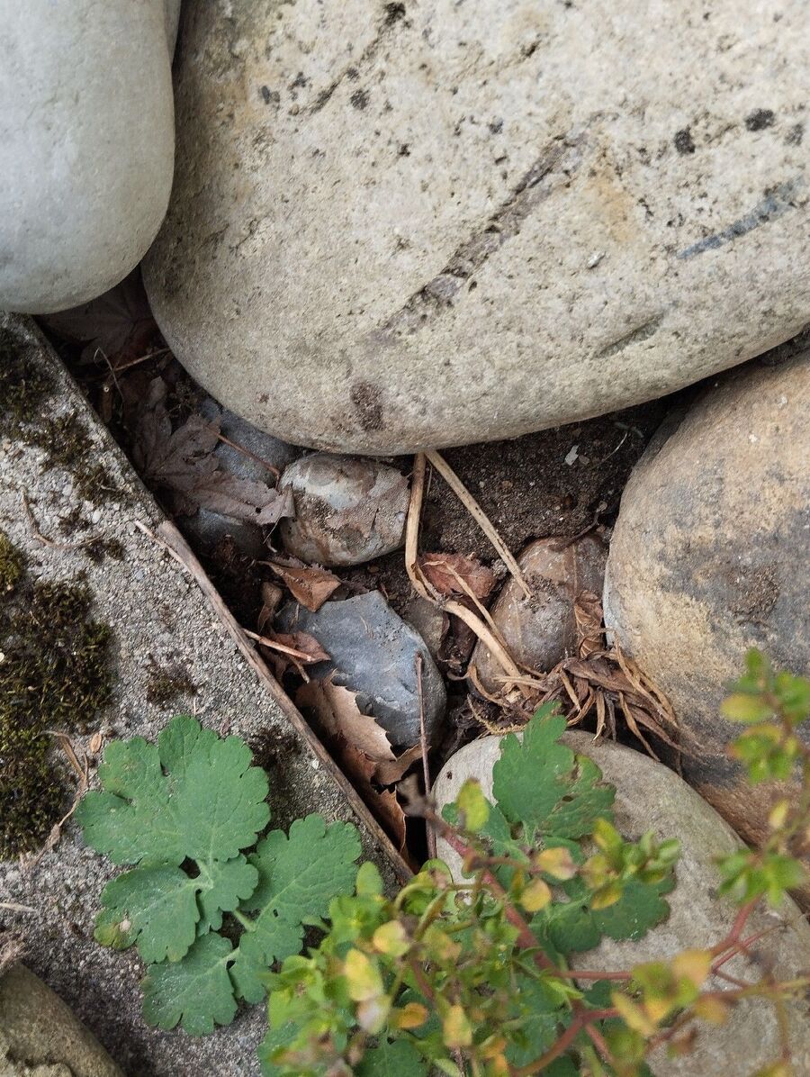 ameisen_vertreiben_bekaempfen_entfernen