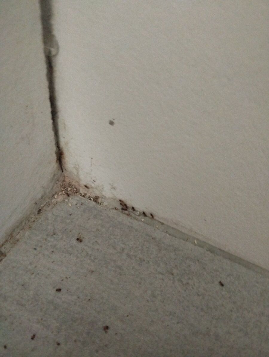 ameisen_vertreiben_bekaempfen_entfernen