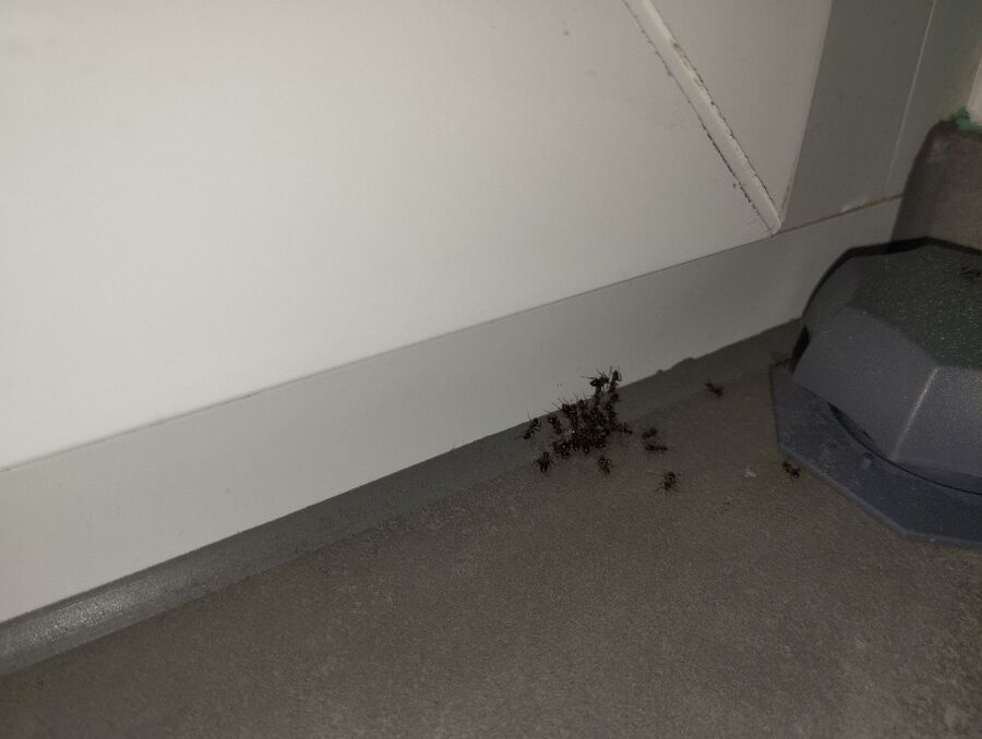 ameisen_vertreiben_bekaempfen_entfernen
