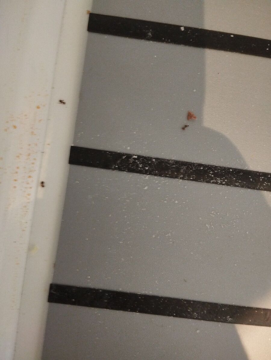 ameisen_vertreiben_bekaempfen_entfernen