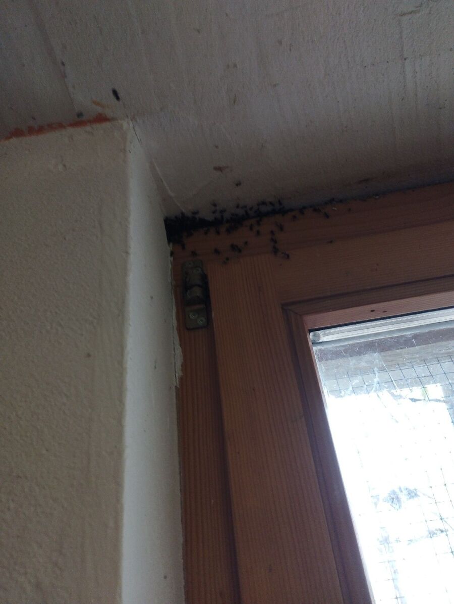 ameisen_vertreiben_bekaempfen_entfernen