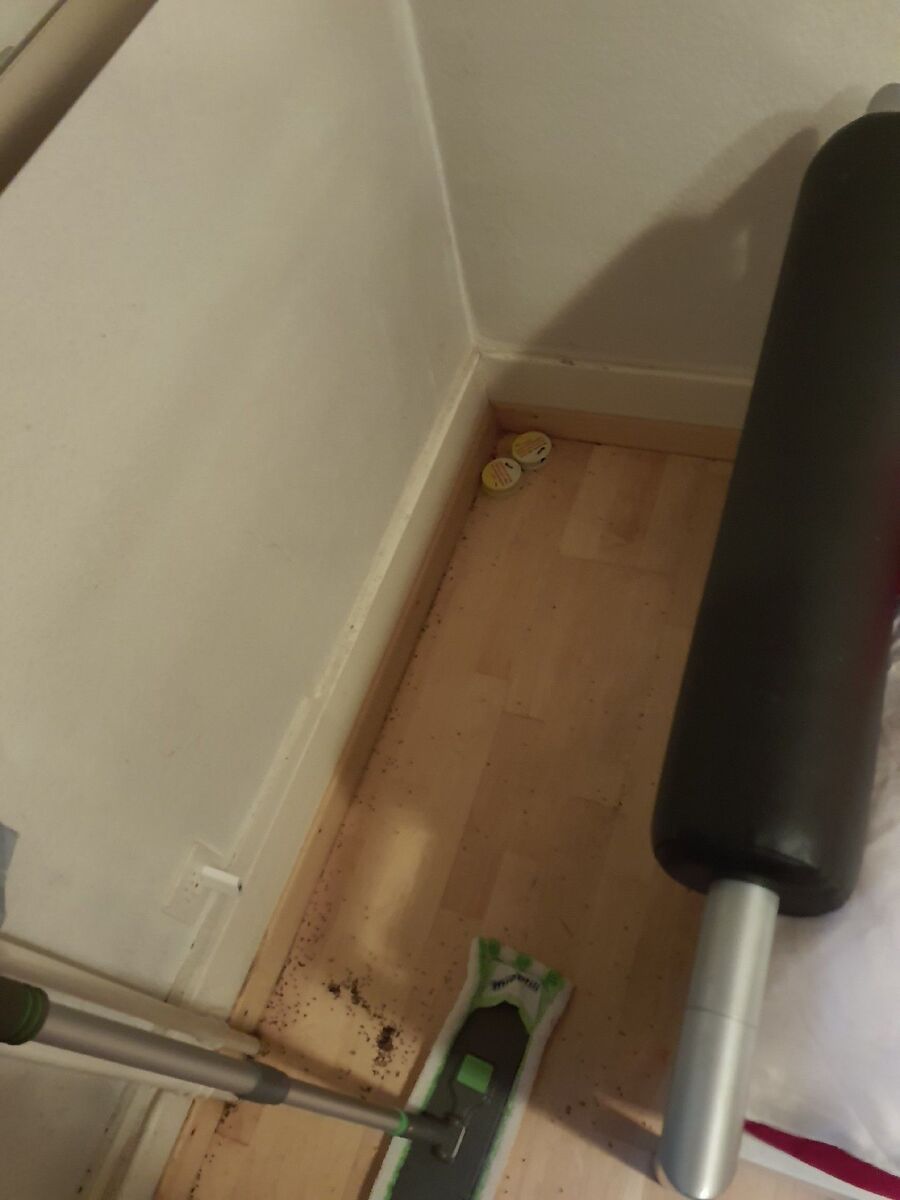 ameisen_vertreiben_bekaempfen_entfernen