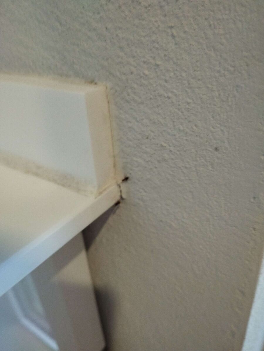 ameisen_vertreiben_bekaempfen_entfernen