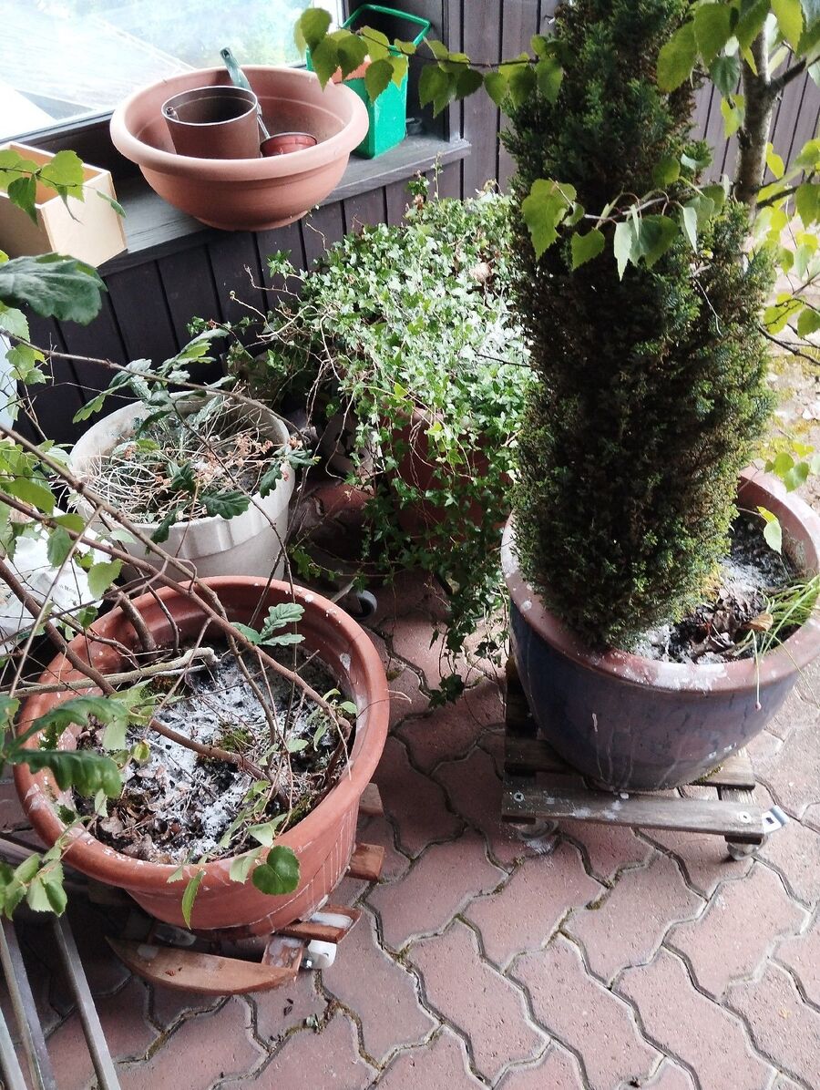 ameisen_vertreiben_bekaempfen_entfernen