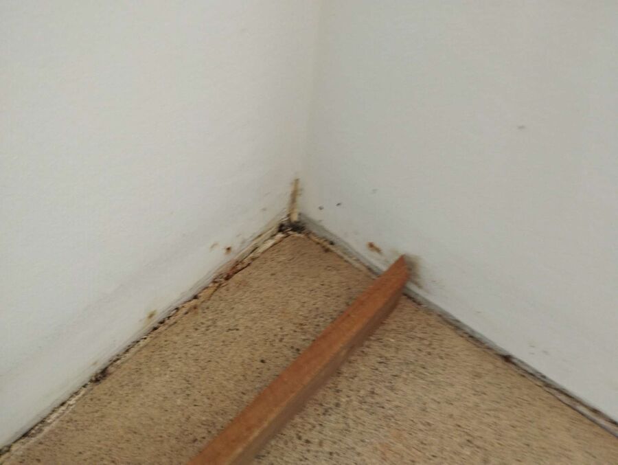 ameisen_vertreiben_bekaempfen_entfernen