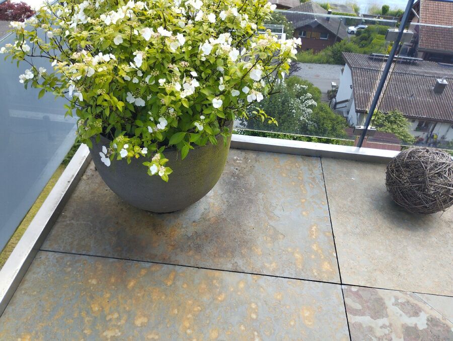 ameisen_vertreiben_bekaempfen_entfernen