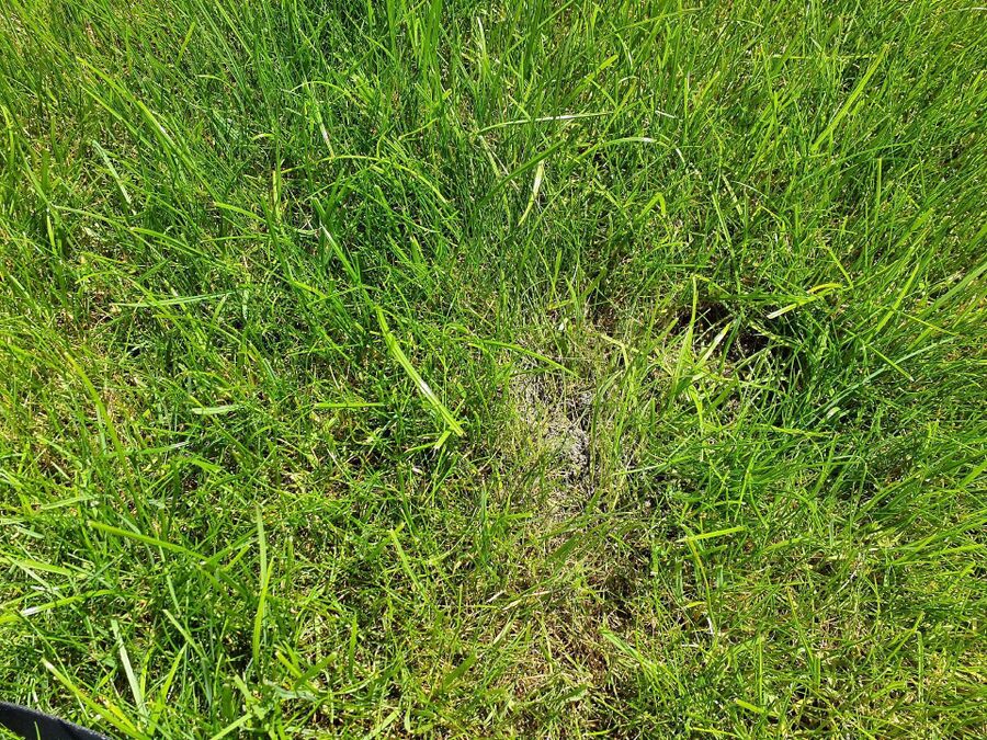 ameisen_vertreiben_bekaempfen_entfernen