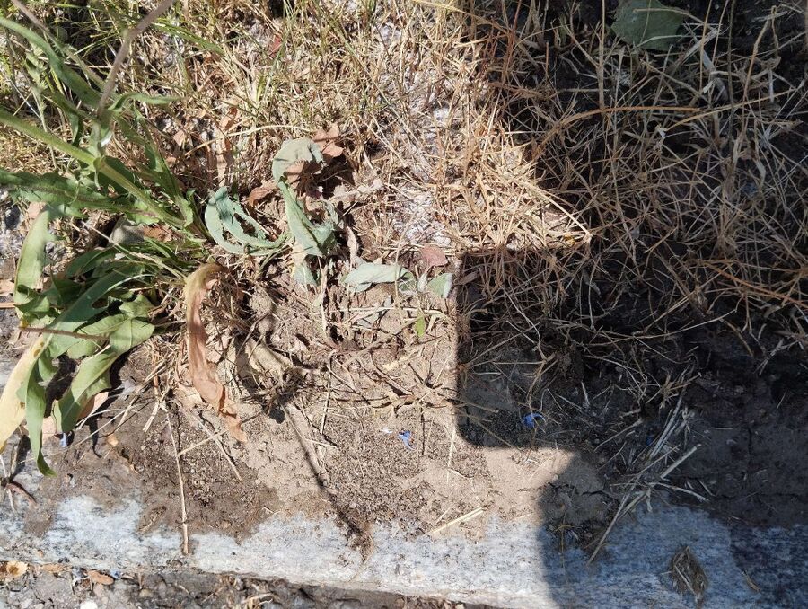 ameisen_vertreiben_bekaempfen_entfernen