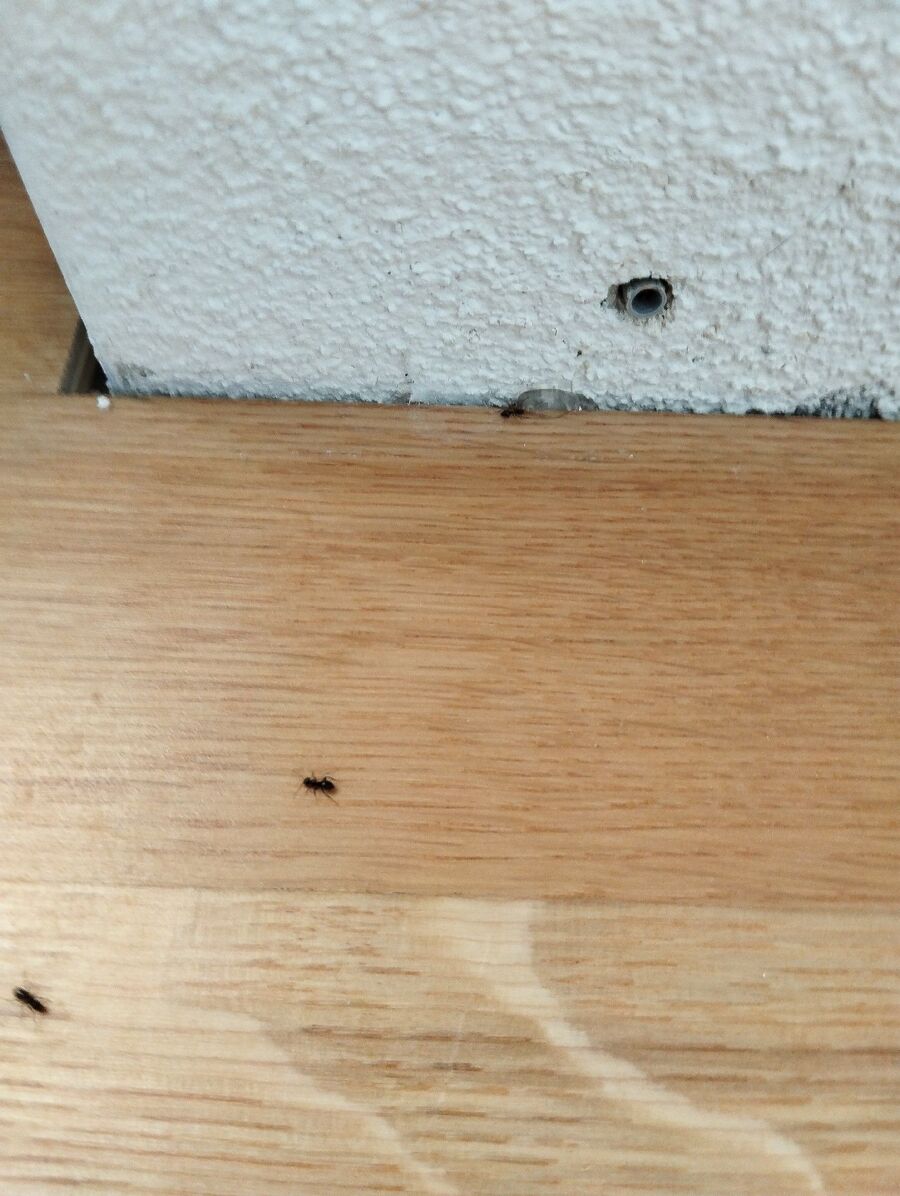 ameisen_vertreiben_bekaempfen_entfernen