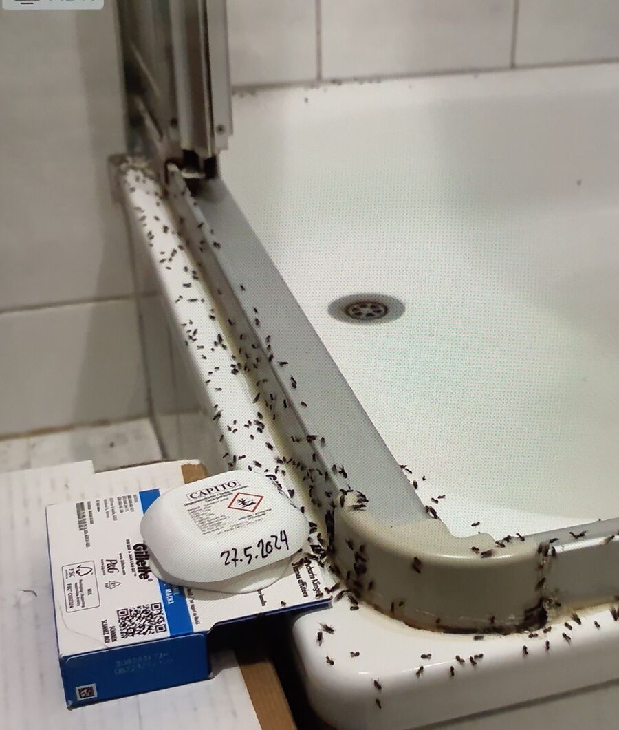 ameisen_vertreiben_bekaempfen_entfernen