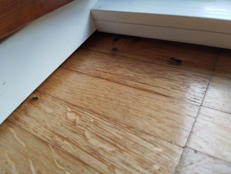 ameisen_vertreiben_bekaempfen_entfernen