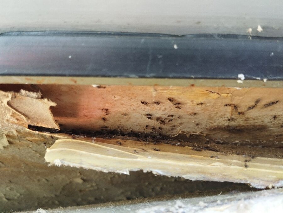 ameisen_vertreiben_bekaempfen_entfernen