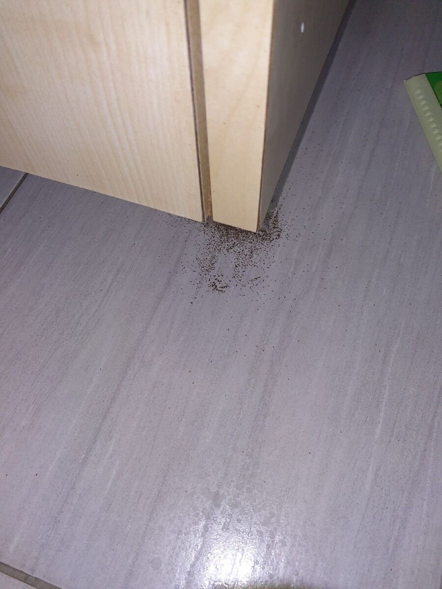 ameisen_vertreiben_bekaempfen_entfernen