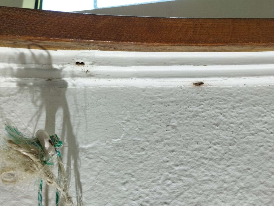 ameisen_vertreiben_bekaempfen_entfernen